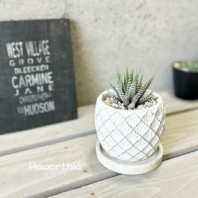 楽天市場】多肉植物【ハオルチア属】十二の巻 3.5号セメント鉢