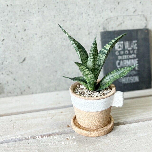 【専用】リプサリス✳︎さま 楽天市場】観葉植物【リプサリス属】リプサリス6.5号Sセメント鉢（皿付