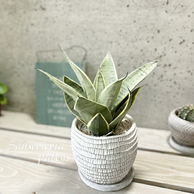 楽天市場】観葉植物【サンセヴィエリア属】サンスベリア・ローレン