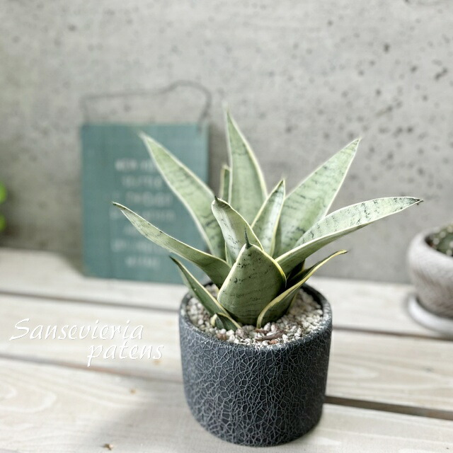 楽天市場】観葉植物【サンセヴィエリア属】サンスベリア