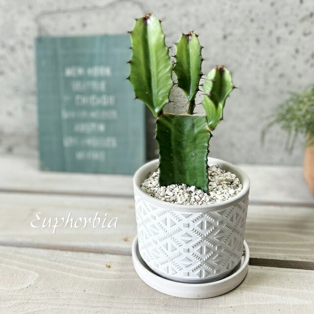 楽天市場】ユーフォルビア ◇ 大鳳角 ◇ 素焼き鉢 ◇ 多肉植物