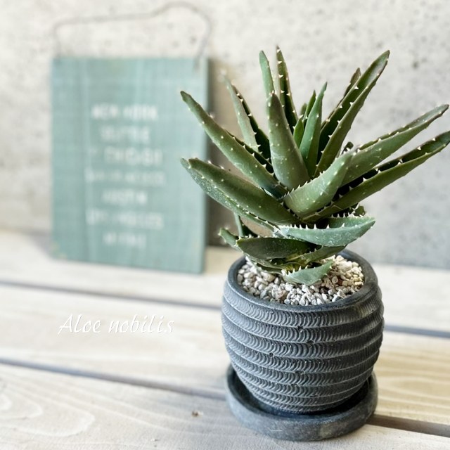 楽天市場】多肉植物：アロエ ポリフィラ*幅58cm 現品！一品