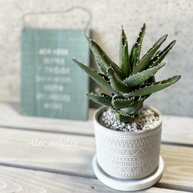 楽天市場】多肉植物 caアロエ ピランシー 多肉植物 4号鉢 アロエ