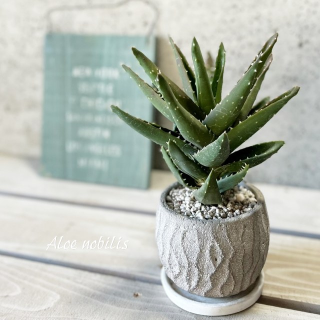 楽天市場】多肉植物 アロエ フェロックス4号(h20) : 千草園芸