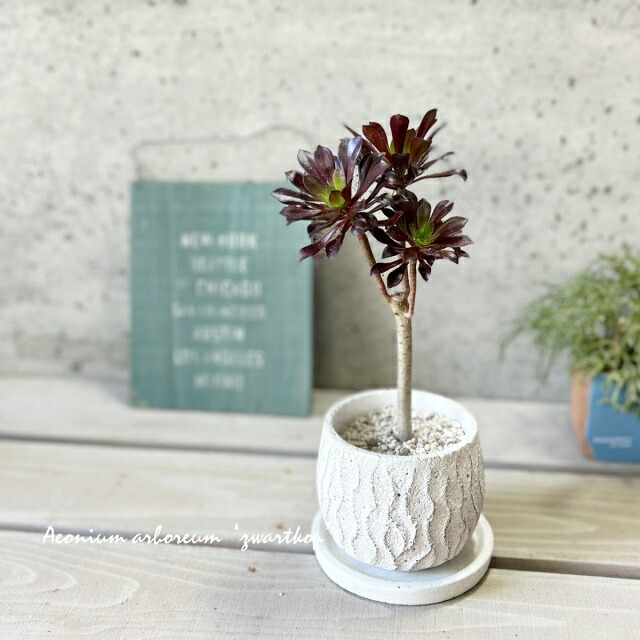 楽天市場】観葉植物【シェフレラ属】シェフレラA コンパクタ5号