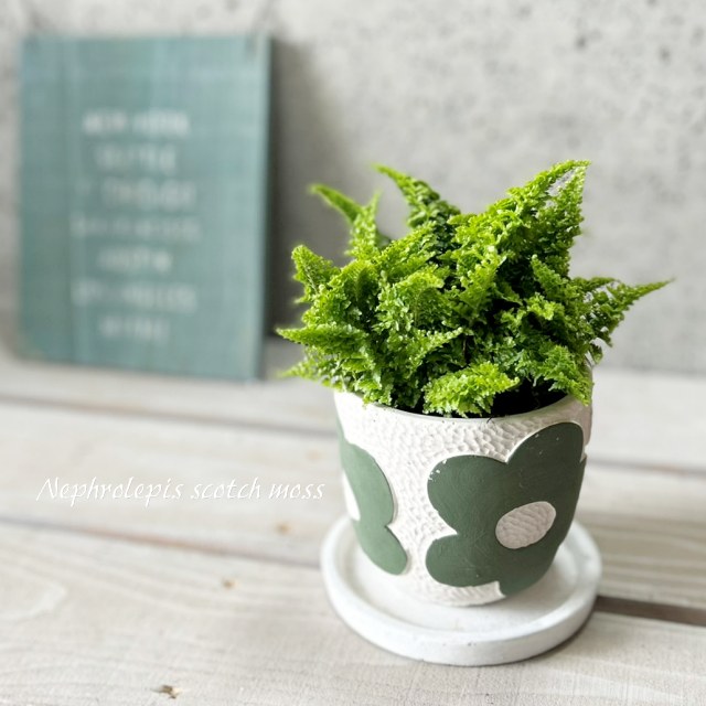 楽天市場】観葉植物【ネフロレピス属】ネフロレピス スコッチモス 4.5