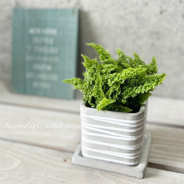 hinanami様確認用 ネフロレピス　スコッチモス 楽天市場】観葉植物【ネフロレピス属】ネフロレピス スコッチモス 4.5