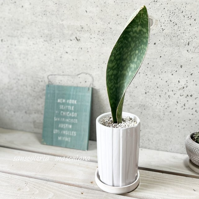 楽天市場】観葉植物【サンセヴィエリア属】サンスベリア