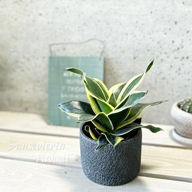 ＫＮ　サンスベリア　トリファスキアタ　‘ハーニースウィールス‘　　0.8Ｍ以下 観葉植物サンセヴィエリア属サンスベリア