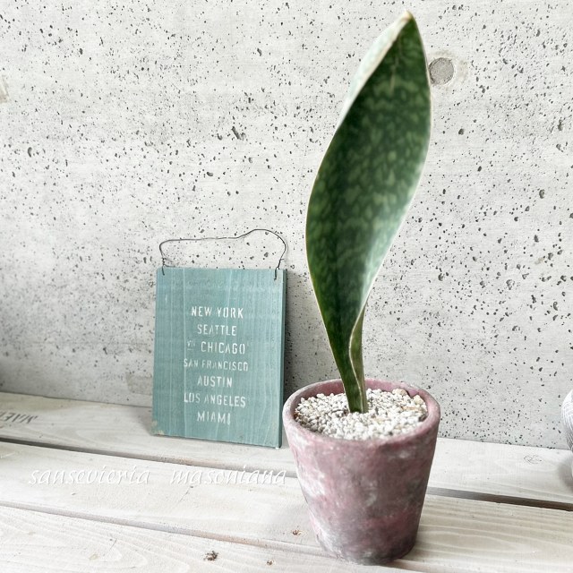 楽天市場】観葉植物【ソテツ属】ソテツ 5号Sセメント鉢（皿付）GG16104