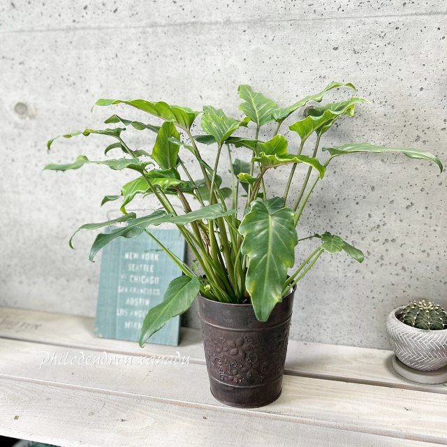 楽天市場】観葉植物【フィロデンドロン属】フィロデンドロン