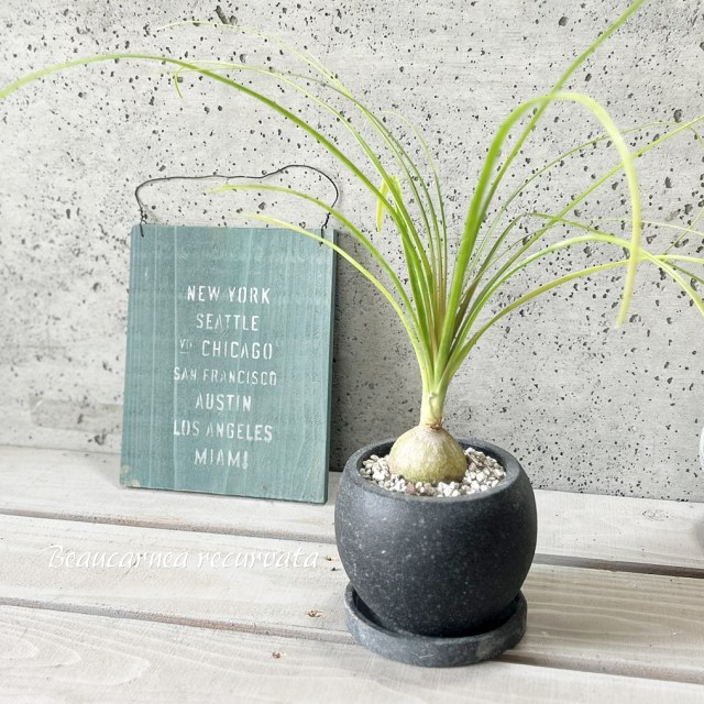 ソテツ 高さ約35cm ソテツ 高さ約35cm 【公式通販】