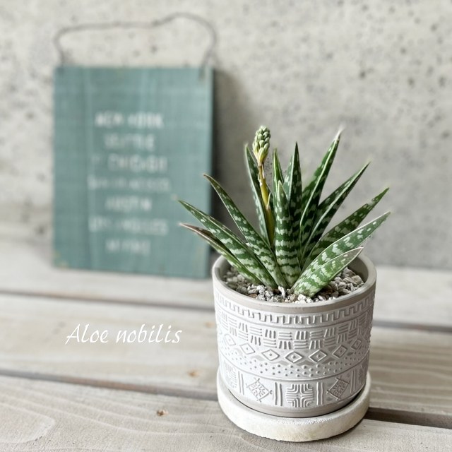 アロエ　ピランシー　多肉植物 約60cm s8687v.jpg