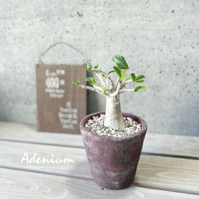 楽天市場】観葉植物【アデニウム属】アデニウム(L) 4号 セメント鉢（皿