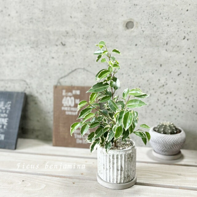 楽天市場】観葉植物【モンステラ属】姫モンステラ4号Sセメント鉢