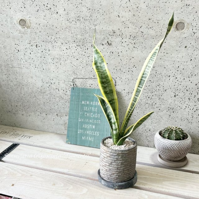 楽天市場】観葉植物【サンセヴィエリア属】サンスベリア・スーパーバー