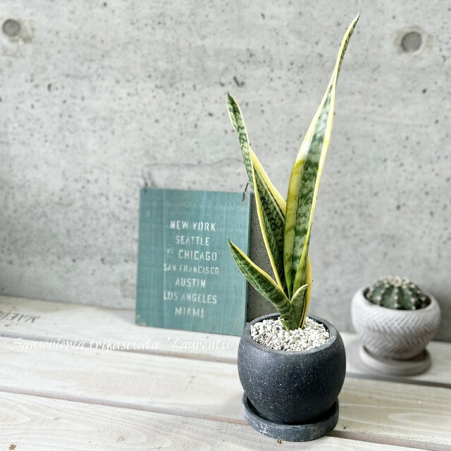楽天市場】観葉植物【サンセヴィエリア属】サンスベリア ゴールド