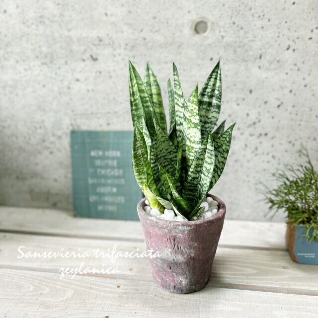 楽天市場】観葉植物【サンセヴィエリア属】サンスベリア・ローレン