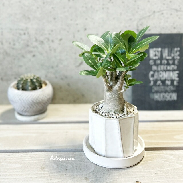楽天市場】観葉植物【アデニウム属】アデニウム(L) 4号 セメント鉢（皿