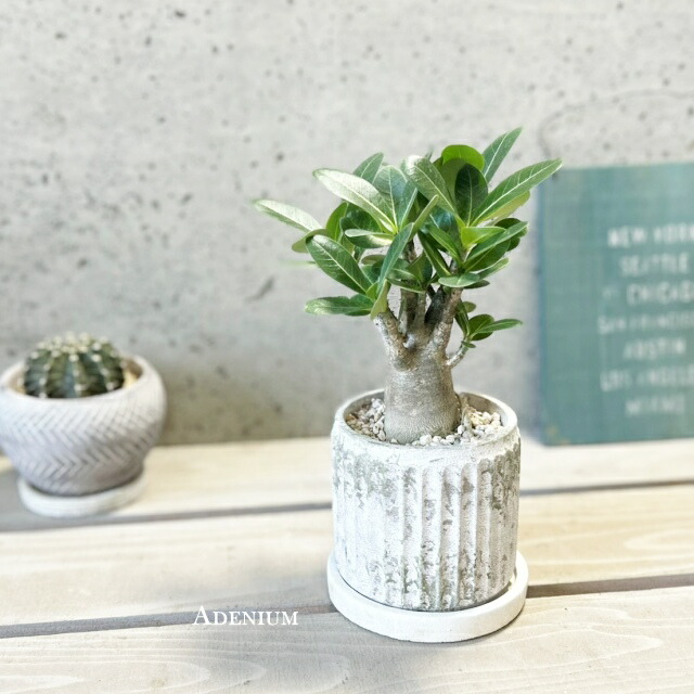 楽天市場】多肉植物 caアデニウム ソマレンセ 多肉植物 アデニウム 3号