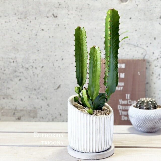 楽天市場】ユーフォルビア ◇ 大鳳角 ◇ 素焼き鉢 ◇ 多肉植物