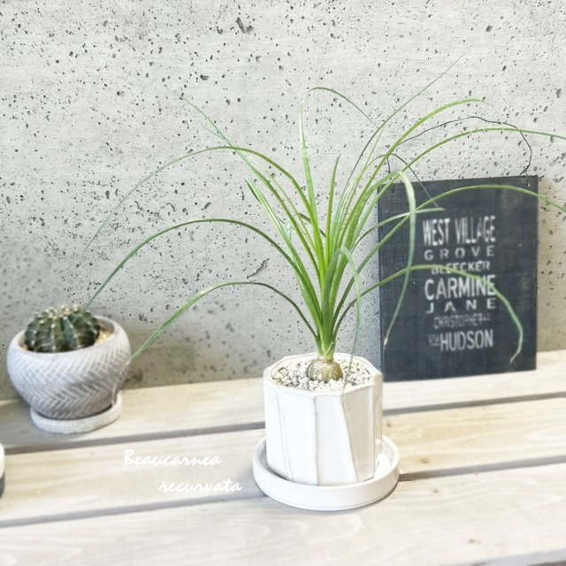 楽天市場】【現品発送】トックリラン（ポニーテール） 8号フレグラー