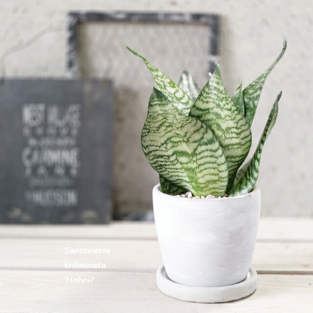 楽天市場】観葉植物【サンセヴィエリア属】サンスベリア・スーパーバー