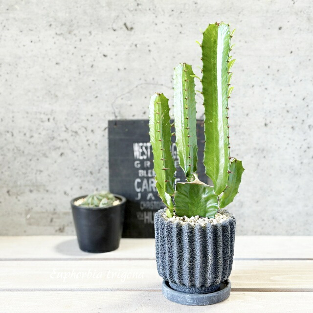 レア品種大株】ユーフォルビア コエルレッセンス (大鳳角) 珍種