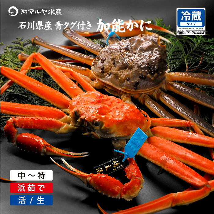楽天市場】蟹漁解禁 カニ かに 蟹 ズワイガニ ずわい蟹 加能かに 石川