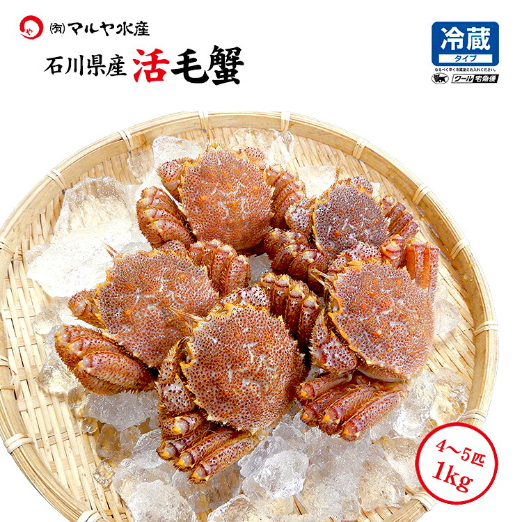 毛ガニ 毛蟹 訳あり 4~5匹 1.0kg セット 石川県産 活蟹 or 茹で蟹 未冷凍品 加賀 能登 贈答 ギフト 通販 お取り寄せ 産地直送 送料無料|加賀・橋立港 マルヤ水産