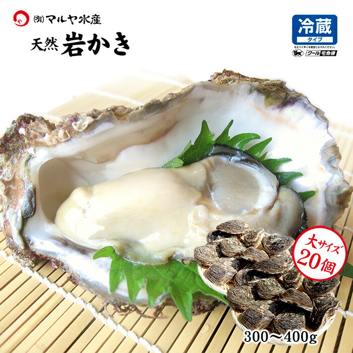 市場 岩牡蠣 かき 生食用 開け易いよう貝柱を切ってお届け 石川県産 大 個 カキ 天然 殻付き