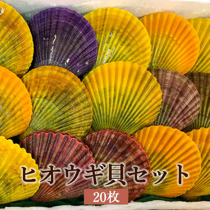 鹿児島県産　巨大貝　１８ｃｍ　１５８ｇ 鹿児島県産 巨大貝 18cm 158g