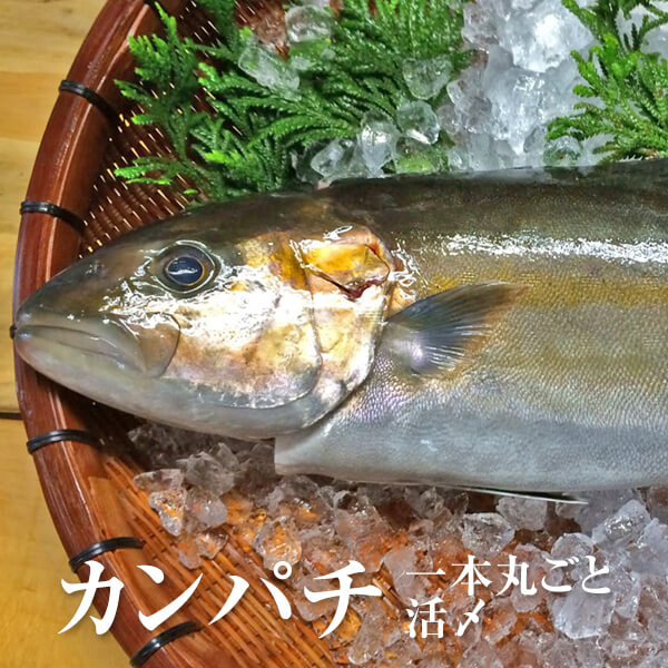 市場 カンパチ 冷蔵 鹿児島産 刺身 一本丸ごと 活〆 鮮魚 生 直送