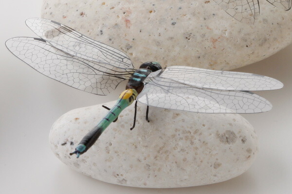 楽天市場 昆虫模型 しおからとんぼ 約 はね9 5 からだ5 5 高さ1 5cm かごや