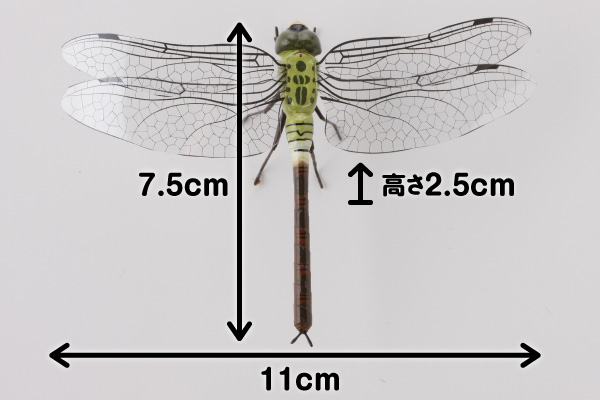 楽天市場 昆虫模型 ぎんやんま 約 はね11 からだ7 5 高さ2 5cm かごや