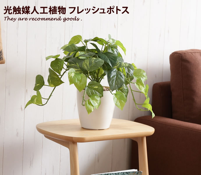 楽天市場 Fresh Pothos フレッシュポトスm 人工植物 観葉植物 光触媒 水やり不要 お手入れ不要 グリーン リアル 家具350 インテリア家具 雑貨