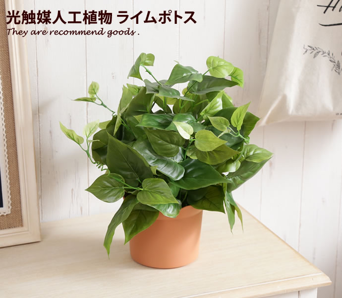 楽天市場 クーポンで14 Off 5 16 Lime Pothos ライムポトス 人工植物 観葉植物 光触媒 水やり不要 お手入れ不要 グリーン リアル 家具350 インテリア家具 雑貨