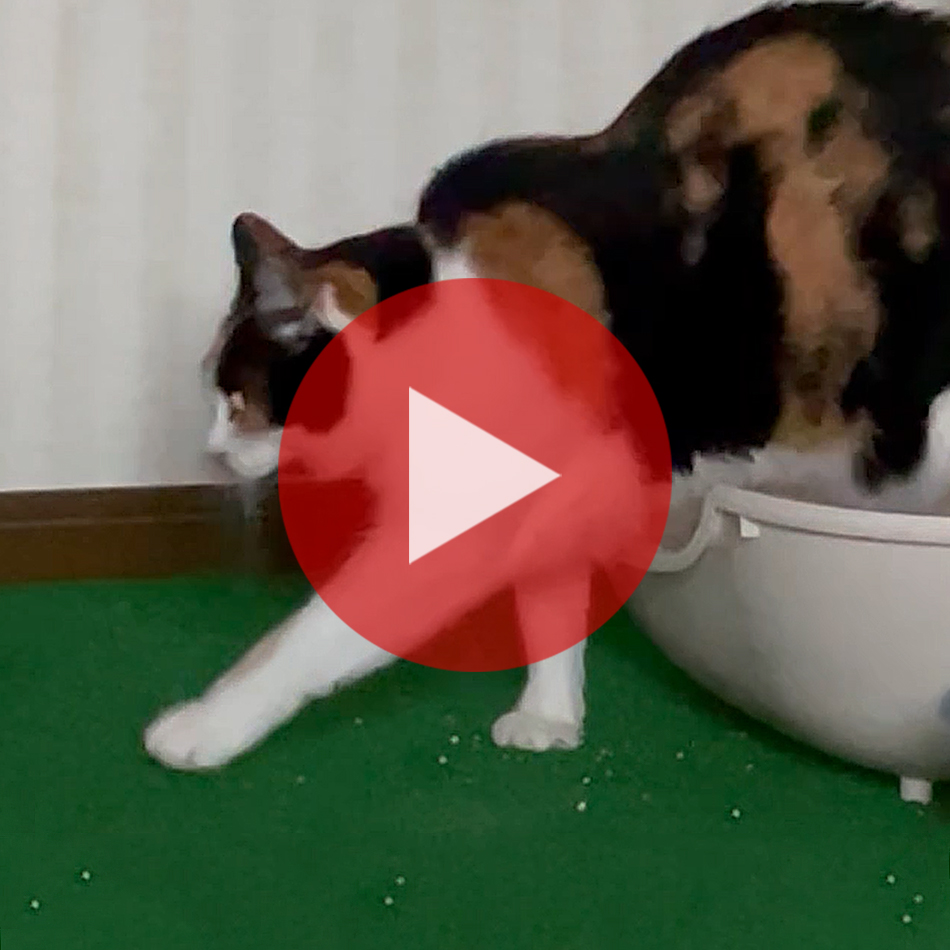 市場 猫砂用トイレマット 猫砂マット 砂取りマット 日本製 猫砂キャッチャー 猫砂の飛び散り防止対策 猫トイレマット 猫砂キャッチマット 猫砂飛散防止