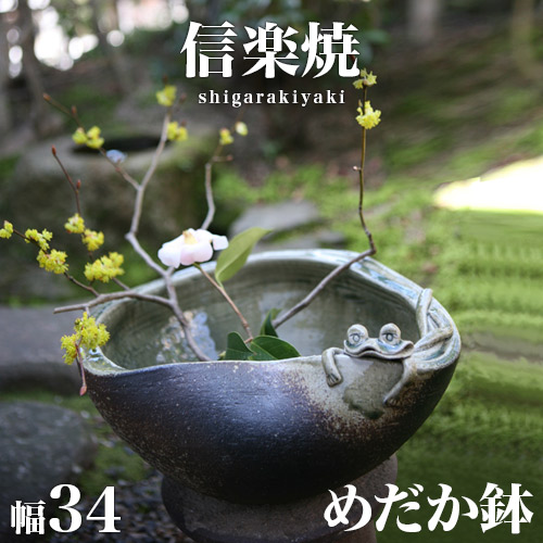 楽天市場】信楽焼き めだか鉢 窯変 幅39 高さ19 信楽焼 睡蓮鉢