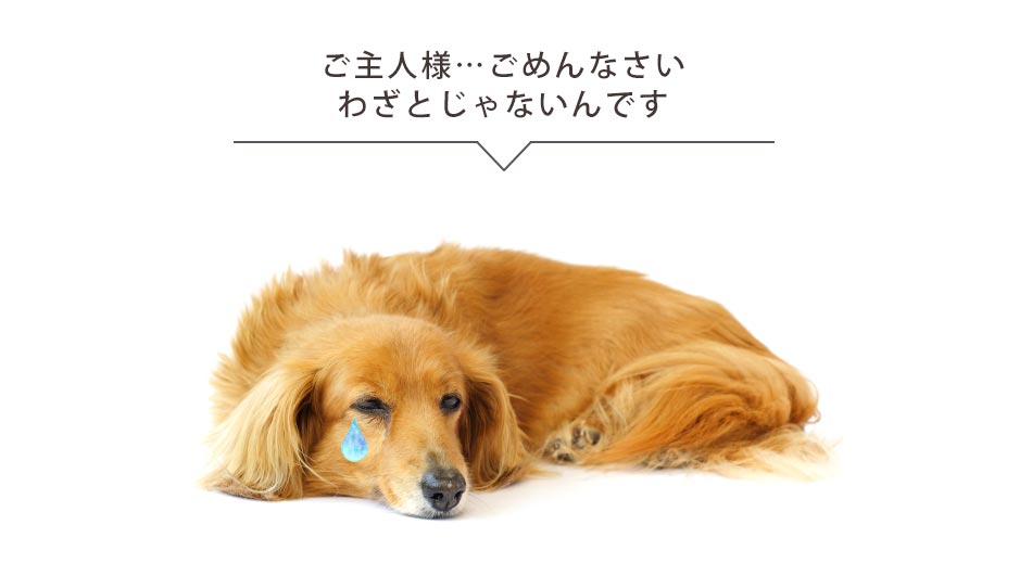 楽天市場 ペットハウス 犬小屋 送料無料 シュシュ 室内 小型犬 木製 屋内 オシャレ 夏 冬 カラフル カワイイ 男の子 日本国産 大川家具 日本製 オーダーメイド 女の子 木 家具のトロフ 楽天市場 ペットハウス 犬小屋 送料無料 シュシュ 室内 小型犬 木製 屋内 オシャレ 夏 冬 カラフル カワイイ 男の子 日本国産 大川家具 日本製 オーダーメイド 女の子 木 家具のトロフ