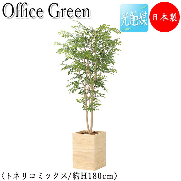 【送料無料】 【日本製/業務用】 フェイクグリーン トリネコ オフィスグリーン 光触媒 人工観葉植物 人工樹木 造花 鉢植え 床置き型 高さ約180cm 天然木 緑 オフィス緑化 GF-0006