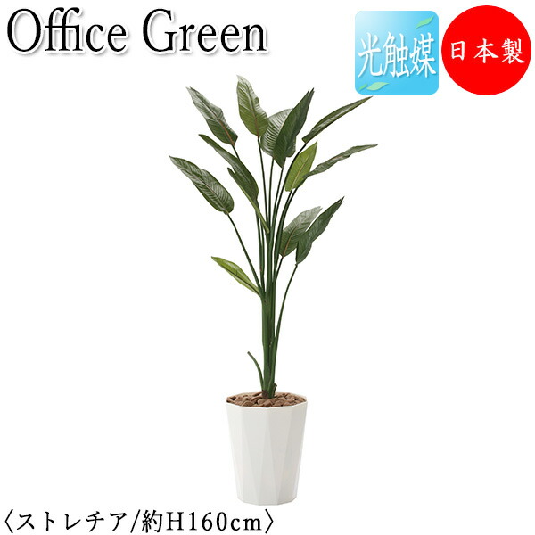 【送料無料】 【日本製/業務用】 フェイクグリーン ストレチア オフィスグリーン 光触媒 人工観葉植物 人工樹木 造花 鉢植え 床置き型 高さ約160cm 緑 オフィス緑化 GF-0026