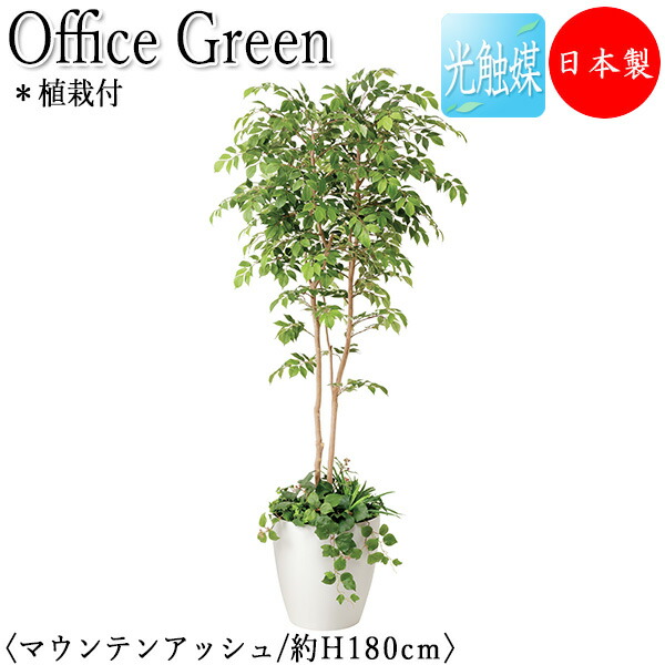 【貨物輸送無料】 【日本製/御勤め用】 フェイクグリーン マウンテンアッシュ 植栽付 事務室緑であること 光触媒 人工観葉草木 人工あずま屋 造花 鉢植え 床置き型 高さ約180珊 生まれながら木 事務室緑化 GF-0034