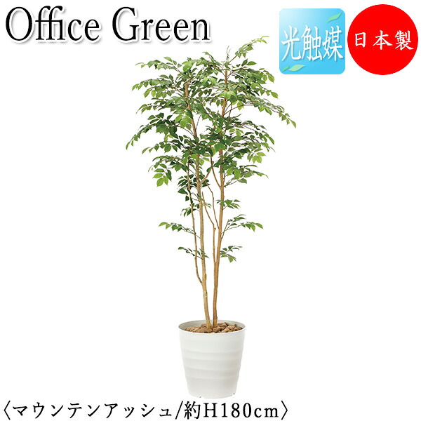 【貨物輸送無料】 【日本製/御勤め用】 フェイクグリーン マウンテンアッシュ 事務室緑であること 光触媒 人工観葉草木 人工あずま屋 造花 鉢植え 床置き型 高さ約180珊 生まれながら木 事務室緑化 GF-0035