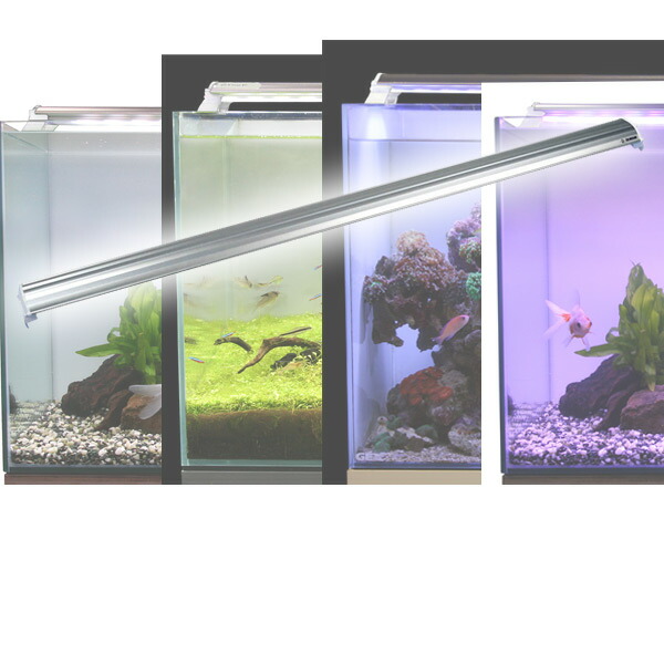 楽天市場 Ledランプ 1cm 水槽用 照明 ライト 水槽用照明 Ledライト 鑑賞魚 熱帯魚 アクアリウム アクセサリー ゼンスイ 送料無料 ｅ家具スタイル