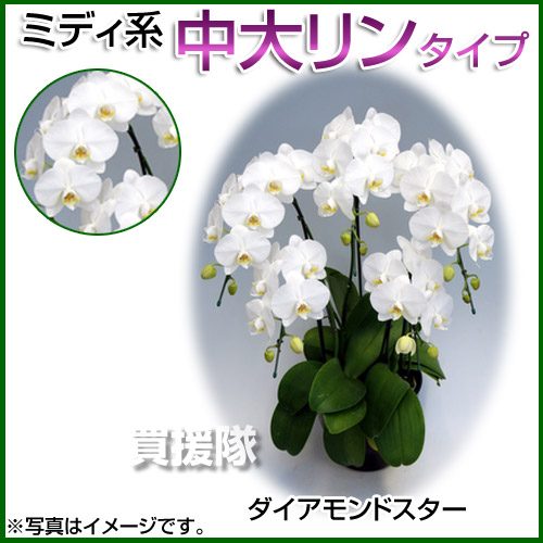 送料無料 贈り物やプレゼントなどにおすすめ 胡蝶蘭 ミディ系 中大リン系タイプ 5本立ち 花 7号 ダイアモンドスター 胡蝶蘭 7号 結婚式 ミディ 誕生日 結婚式 母の日 父の日 クリスマス プレゼント 敬老 ギフト 送料無料 開店祝い 花 洋蘭 おしゃれ おすすめ 送料無料 贈り物やプレゼントなどにおすすめ 胡蝶蘭 ミディ系 中大リン系タイプ 5本立ち 花 7号 ダイアモンドスター 胡蝶蘭 7号 結婚式 ミディ 誕生日 結婚式 母の日 父の日 クリスマス プレゼント 敬老 ギフト 送料無料 開店祝い 花 洋蘭 おしゃれ おすすめ