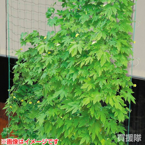 楽天市場 ダイオ 緑のカーテンネット 10cm 網目 1 8mx3m 緑 きゅうり キューリ ゴーヤ へちま つる 野菜 エンドウ 栽培 家庭菜園 野菜 栽培 ネット 誘引 グリーンカーテン 日よけ 省エネ 代引き対象 ダイオeショップ 楽天市場店