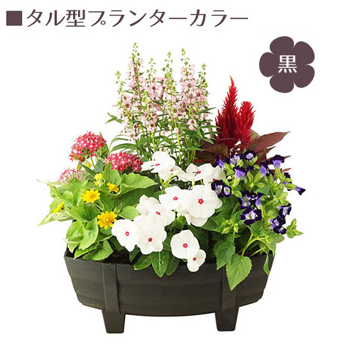 楽天市場 季節の花 寄せ植え タル型 黒 白 花苗6ポット 1187 花 花苗 玄関 樽型 プランター 鉢 ベランダ 寄植え 季節 春 夏 秋 冬 花 旬 お祝い ギフト プレゼント 誕生日 お店 フラワーギフト 贈り物 発表会 記念日 お祝い 出産祝い