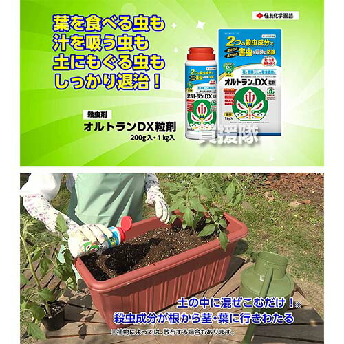 住友化学園芸 オルトランdx粒剤 殺虫 防除 トマト 家庭菜園 対策 用 0g 園芸 家庭用 害虫 殺虫剤