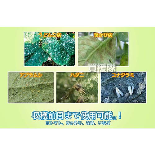 住友化学園芸 ベニカグリーンvスプレー 治療 黒星病 殺菌 アブラムシ類 予防 殺虫 病気 1l うどんこ病